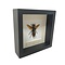 Asian giant hornet Queen in 16 x 16 frame