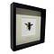 Asian giant hornet Queen in 25 x 25 frame
