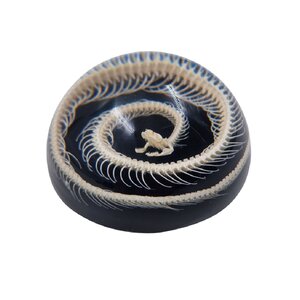 Snake in resin