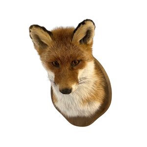 Mounted fox closed mouth (trophy)