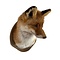 Mounted fox closed mouth (trophy)