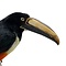 Mounted Black-necked Aracari