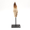 Mosasaurus tooth large on pedestal