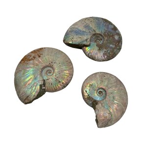 Fossil Ammoniten schillernd