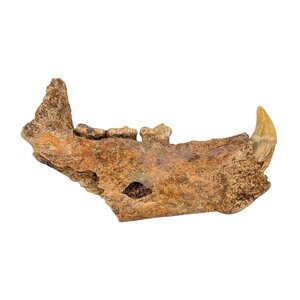 Fossil Cave bear jaw (C)