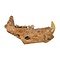Fossil Cave bear jaw (C)