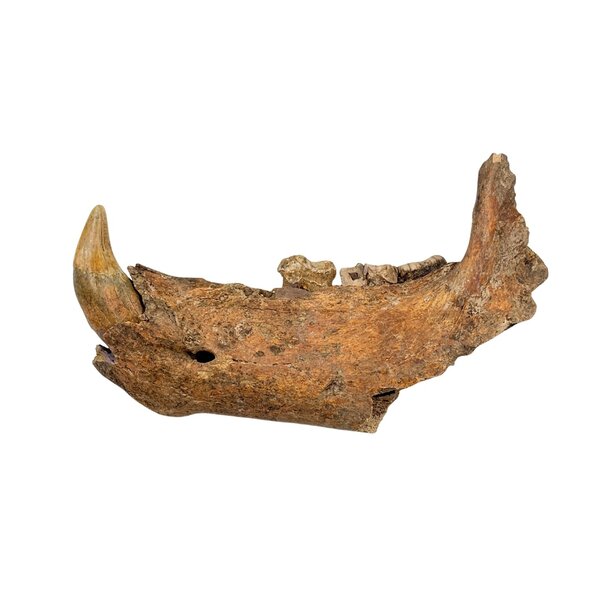 Fossiel Holenbeer kaak (C)