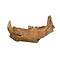 Fossil Cave bear jaw (C)