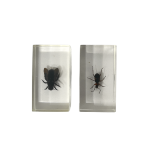 Insects in resin (2 pieces)