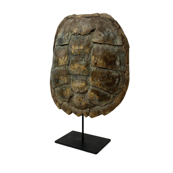 Bijtschildpad schild op sokkel