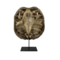 Schnapps Schildkröte Schild auf Sockel