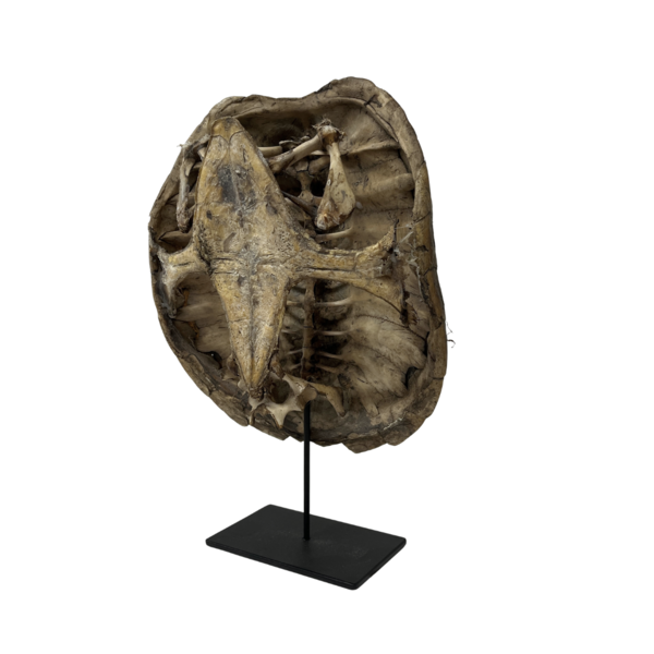 Bijtschildpad schild op sokkel