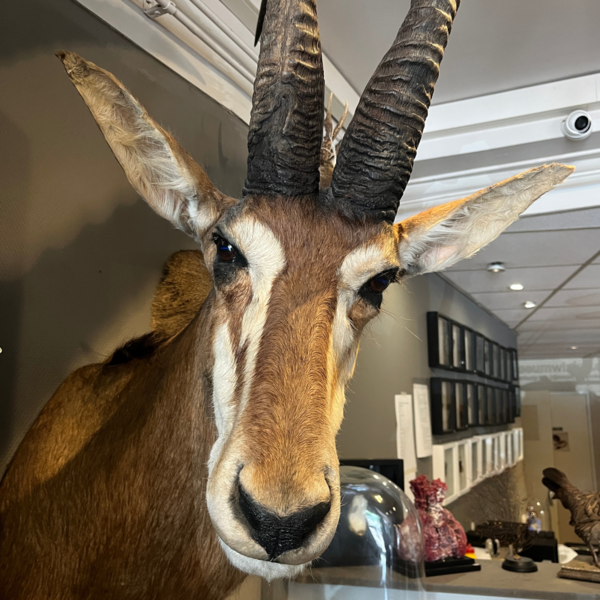 Sabel antilope trophäe