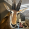 Trofee sabel antilope
