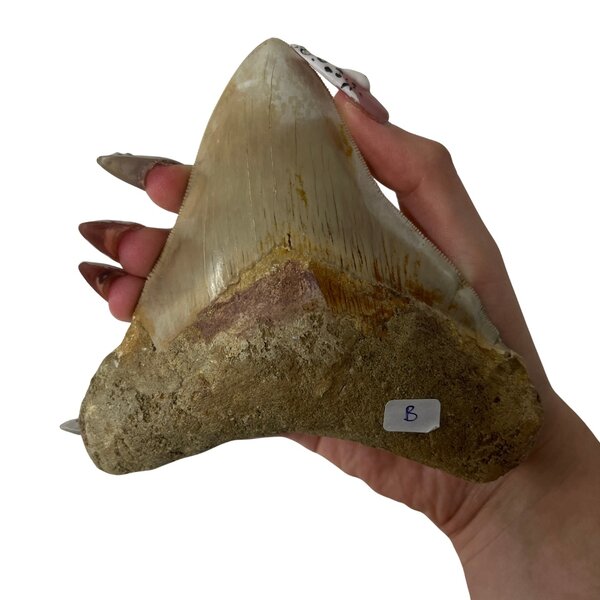 Grote Megalodon tand (B)