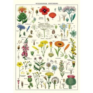 Schoolplaat - Wildbloemen