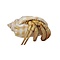 Hermit crab (S)