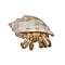 Hermit crab (S)