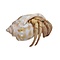 Hermit crab (S)