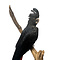Mounted red-tailed black cockatoo (female)