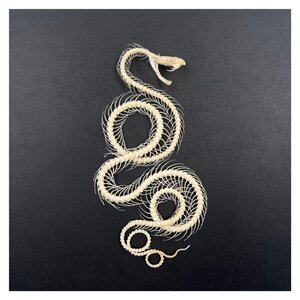 Skeleton of a snake Curled