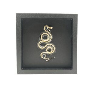 Snakes Skeleton curled in Elegant Frame (25 x 25 cm)