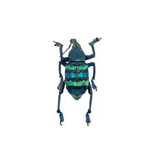 Eupholus sp,  - kleurrijke snuitkever ongeprepareerd