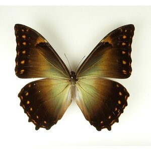 Morpho telemachus