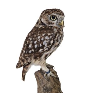 Mounted little owl