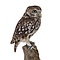 Mounted little owl