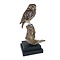 Mounted little owl