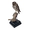 Mounted little owl