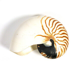 Nautilus naturel M
