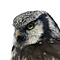 Mounted Northern hawk-owl