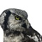 Mounted Northern hawk-owl