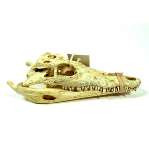 Schedel Siamese krokodil 10-12cm