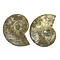 Fossil split ammonite couple (large)