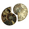 Fossil split ammonite couple (large)