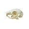 Squirrel skull