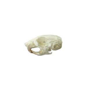 Skull Golden hamster