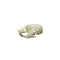 Skull Golden hamster