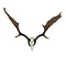 Skull European fallow deer trophee
