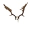 Skull European fallow deer trophee