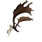 Skull European fallow deer trophee
