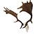Skull European fallow deer trophee