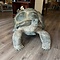 Opgezette Seychellenreuzenschildpad (Aldabra schildpad)