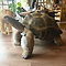 Mounted Aldabra giant tortoise