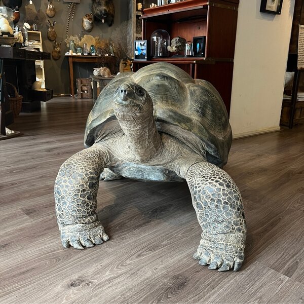 Präparierte Aldabra-Riesenschildkröte