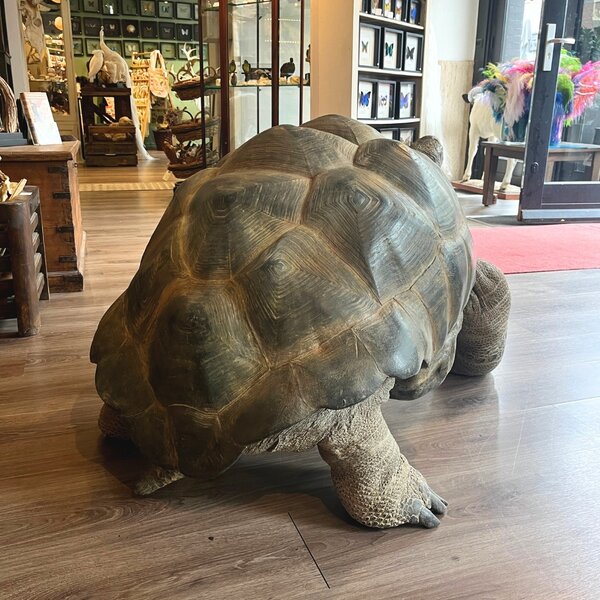 Präparierte Aldabra-Riesenschildkröte