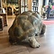 Opgezette Seychellenreuzenschildpad (Aldabra schildpad)